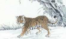 1998年属虎的人2020年运势大全及破解