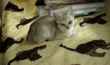 最适合B型血君养的猫