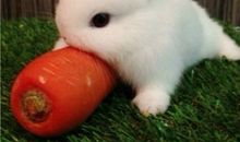 AB型血属兔人的人际关系