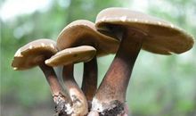 O型血属兔的人最有前途吗？