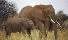 AB血型双鱼座的事业观