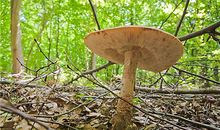 B型血属兔的人最有前途吗？