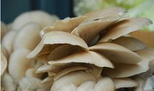 AB型血属兔的人最有前途吗？