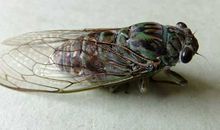 A血型君能在别人身上学到什么