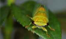 O血型君能在其他血型那学到什么