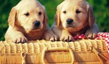 B型血属狗人的人际关系