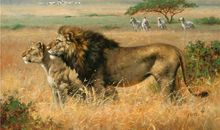 O血型君能否绝处逢生