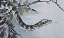 1989年属蛇的人2020年运势大全及破解