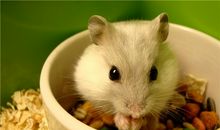 AB型血属蛇人的人际关系