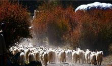 Pandora占星小巫本周塔罗运势（2015.6.8-6.14)