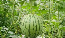 巨蟹座代表什么水果