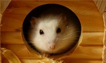 B型血属蛇人的人际关系