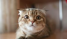 B型血属龙人的人际关系