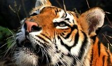 AB型血属虎的人