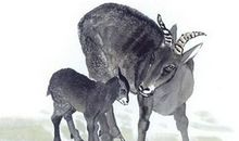 属羊人2019年运势 2019年属羊人的全年运程