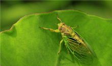 弱势的B血型人有哪些特征