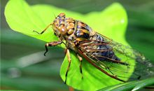 弱势的A血型人有哪些特征