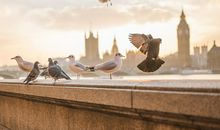 属鼠人2019养什么宠物最好