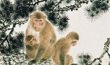 属猴人2019年运势 2019年属猴人的全年运程