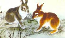 属兔人2019年运势 2019年属兔人的全年运程