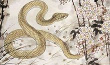 属蛇人2019年运势 2019年属蛇人的全年运程