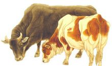 属牛人2019年运势 2019年属牛人的全年运程