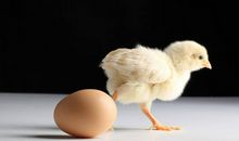 A型血双鱼座的性格