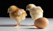 B型血双鱼座的性格