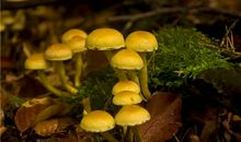 AB型血属猪的人最有前途吗？