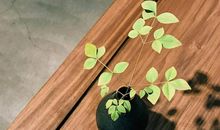 狂月:今日运势2018年4月30日