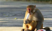 B型血属猴人的人际关系