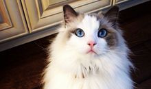 最适合AB型血君养的猫