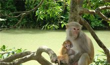 O型血属猴人的人际关系