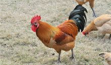 AB型血摩羯座的性格