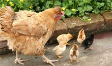 B型血属鸡人的人际关系