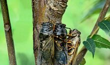 A型素质的AB型人特征