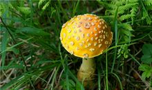 B型血属猪的人最有前途吗？