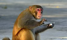 AB型血属猴人的人际关系