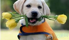 1970年属狗的人2016年运程大全及破解