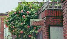 爱莎公主一周塔罗运势（3.25-3.31）