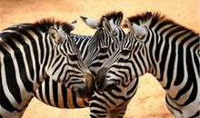 AB型血属马人的人际关系