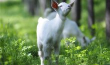 AB型血属羊人的人际关系