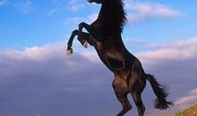 浩浩荡荡打一生肖，是什么？