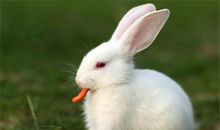 O型血双鱼座的性格