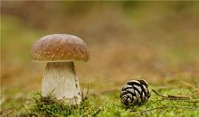 A型血属狗的人最有前途吗？