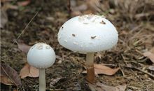 AB型血属虎的人最有前途吗？