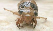 AB血型的人最能撒谎吗？