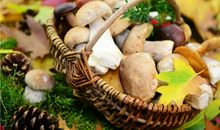 AB型血属鼠的人最有前途吗？