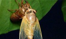 AB型狮子座的人不适合早婚吗?