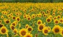 O型血君，最配什么花